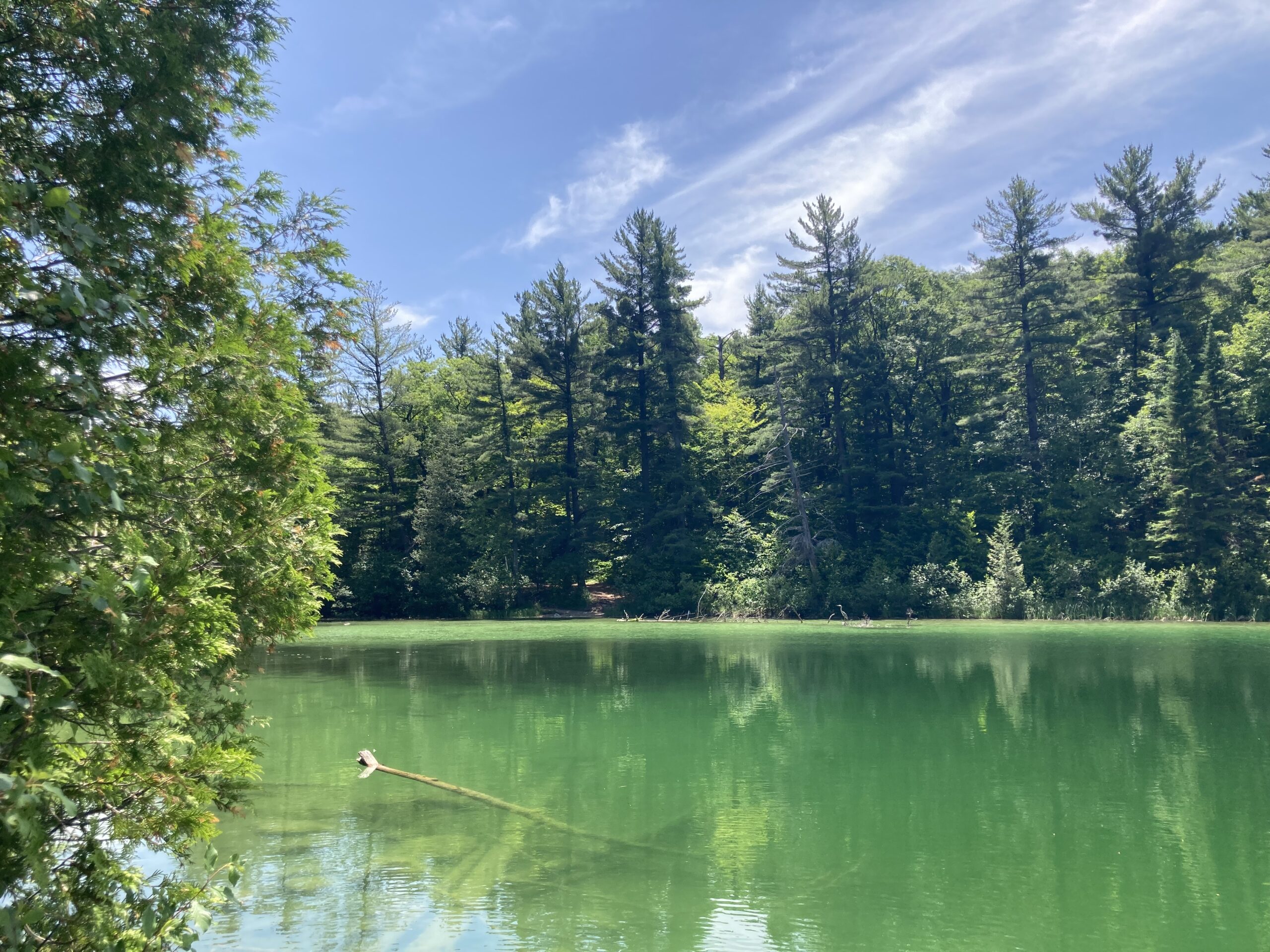 Walking the Talk: Step-Up Challenge